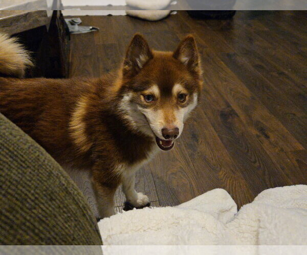 Medium Photo #2 Pomsky Puppy For Sale in Fort Wayne, IN, USA