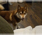 Small #1 Pomsky