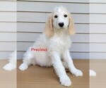 Small Photo #12 Goldendoodle Puppy For Sale in TAYLORVILLE, IL, USA