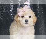 Puppy Rhea F1B Maltipoo