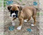 Image preview for Ad Listing. Nickname: Litter of 12