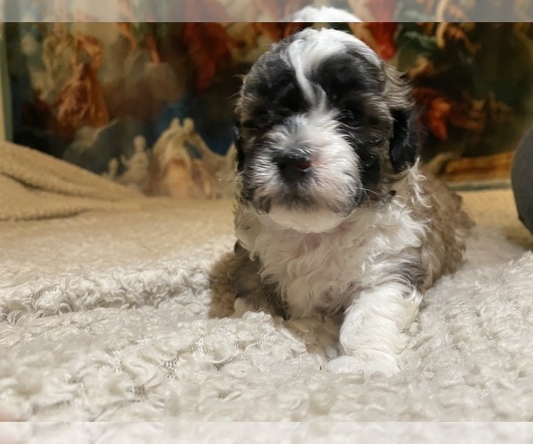 Medium Photo #20 Zuchon Puppy For Sale in GALENA, NV, USA