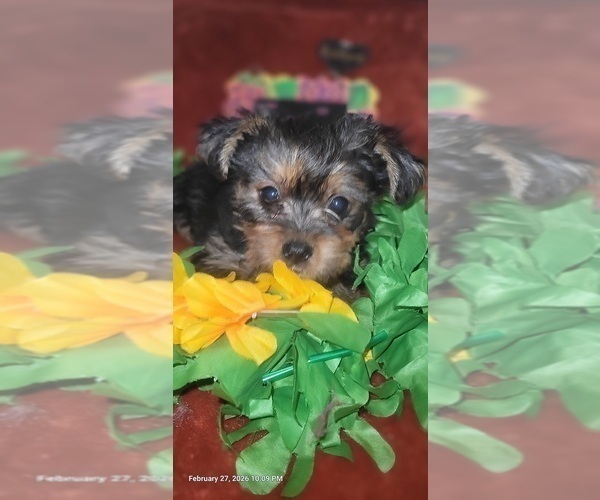 Medium Photo #61 Yorkshire Terrier Puppy For Sale in AKRON, OH, USA