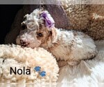 Small Photo #166 Goldendoodle (Miniature) Puppy For Sale in GASTONIA, NC, USA