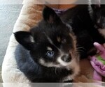 Small Photo #1 Pomsky Puppy For Sale in SAN DIEGO, CA, USA