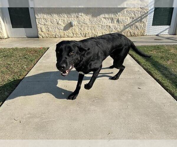 Medium Photo #2 Labrador Retriever-Unknown Mix Puppy For Sale in Grand Prairie, TX, USA