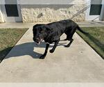 Small #1 Labrador Retriever Mix