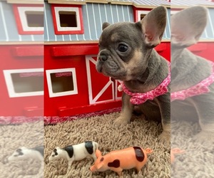 French Bulldog Puppy for sale in REDMOND, WA, USA