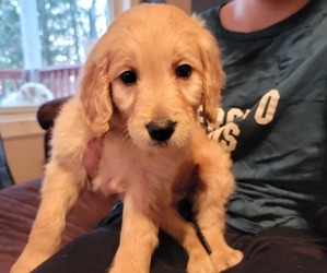 Goldendoodle Puppy for sale in TROY, MO, USA