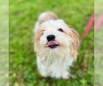 Small #2 Lhasa Apso Mix