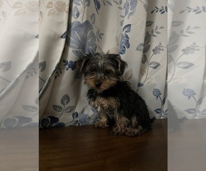 Yorkshire Terrier Puppy for sale in DURHAM, CT, USA