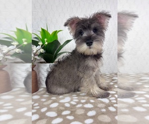Schnauzer (Miniature) Puppy for sale in INDIANAPOLIS, IN, USA