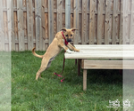 Small #4 Labrador Retriever-Retriever  Mix