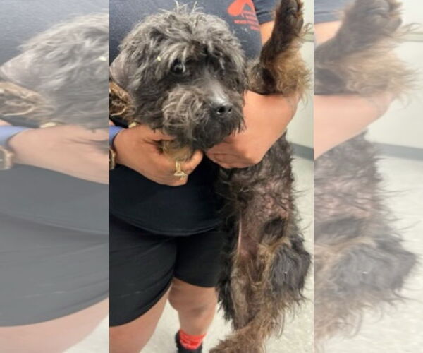 Medium Photo #1 Mutt Puppy For Sale in columbia, SC, USA