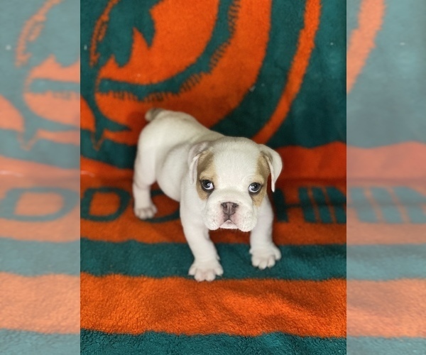 Medium Photo #1 English Bulldog Puppy For Sale in MERCED, CA, USA