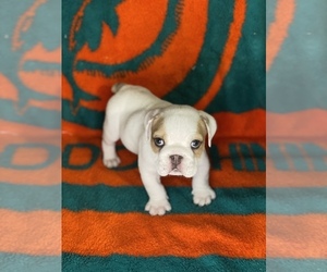 English Bulldog Dog for Adoption in MERCED, California USA