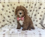 Small #2 Cavapoo