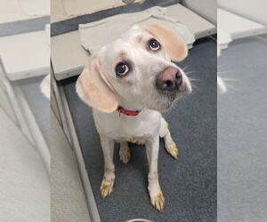 Labrador Retriever-Unknown Mix Dogs for adoption in Glen Allen, VA, USA