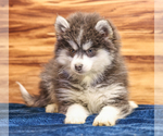 Small #4 Pomsky