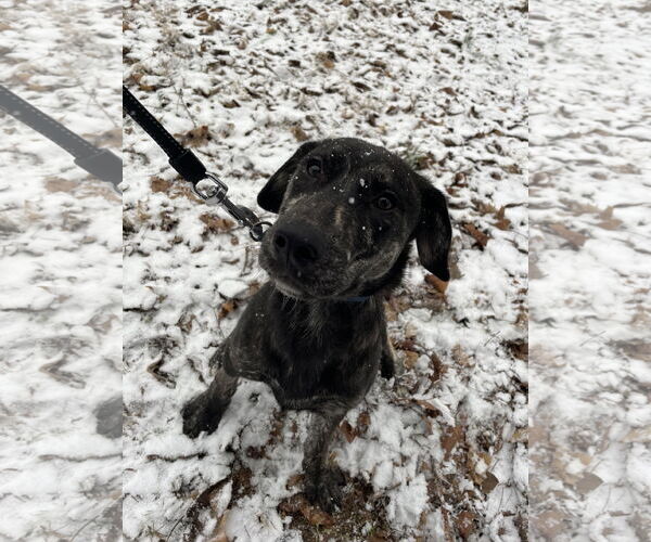 Medium Photo #11 Huskies -Labrador Retriever Mix Puppy For Sale in Columbus, IN, USA