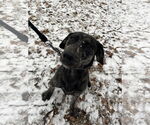 Small #10 Huskies -Labrador Retriever Mix