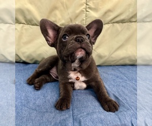 Medium French Bulldog