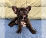 Puppy Ruckus Blue French Bulldog