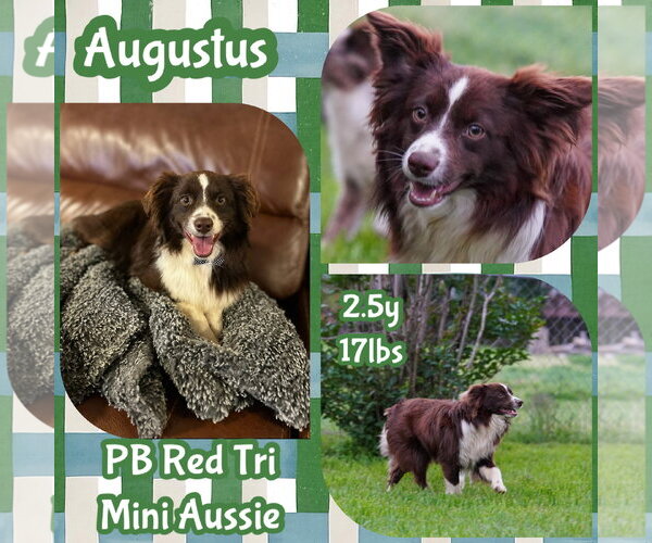 Medium Photo #1 Australian Shepherd Puppy For Sale in Dallas, TX, USA