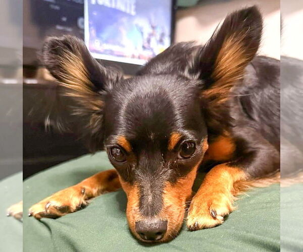 Medium Photo #2 Papi-Pin Puppy For Sale in Westmont, IL, USA