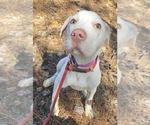 Small #1 Labrador Retriever Mix