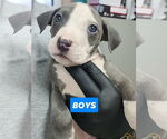 Small American Pit Bull Terrier-American Staffordshire Terrier Mix