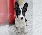 Small #5 Border Collie