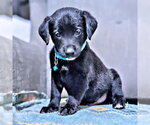 Small #5 Golden Retriever Mix