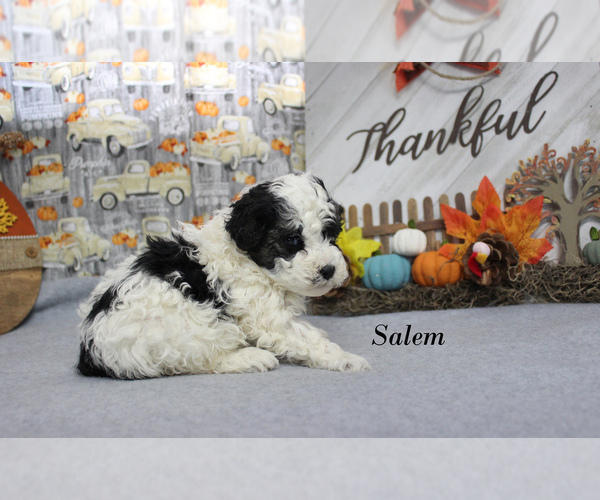 Medium Photo #11 Poodle (Toy) Puppy For Sale in CHANUTE, KS, USA
