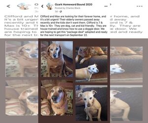 Redbone Coonhound Dogs for adoption in Harrison, AR, USA