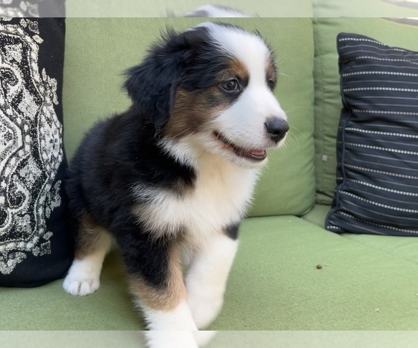 Medium Photo #5 Miniature Australian Shepherd Puppy For Sale in LA CANADA FLINTRIDGE, CA, USA