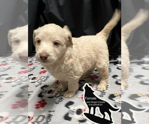 Double Doodle Puppy for sale in MONCLOVA, OH, USA