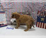 Small #10 Cavalier King Charles Spaniel