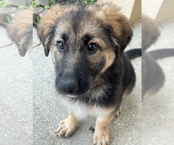 Medium Photo #4 German Shepherd Dog Puppy For Sale in LEHIGH ACRES, FL, USA