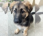 Small #3 German Shepherd Dog