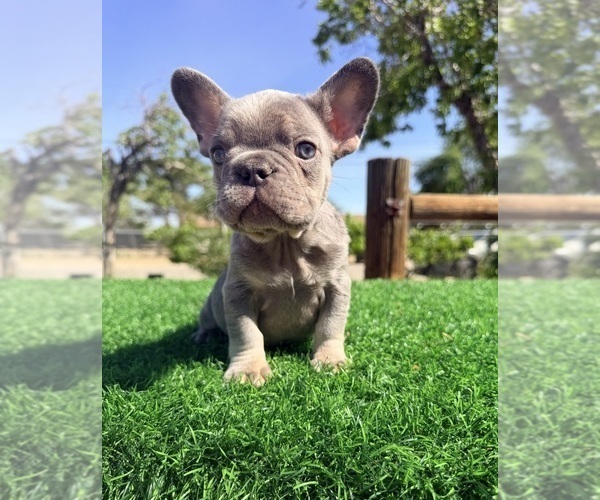 Medium Photo #4 French Bulldog Puppy For Sale in LA JOLLA, CA, USA