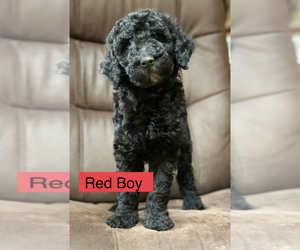 Goldendoodle Puppy for Sale in LANGLOIS, Oregon USA