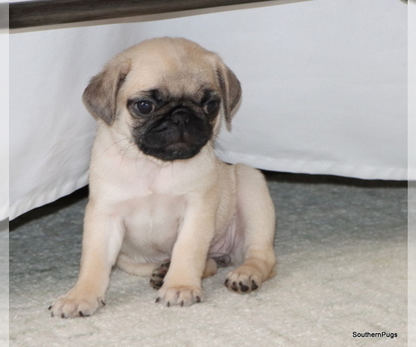 Medium Photo #5 Pug Puppy For Sale in WINNSBORO, TX, USA