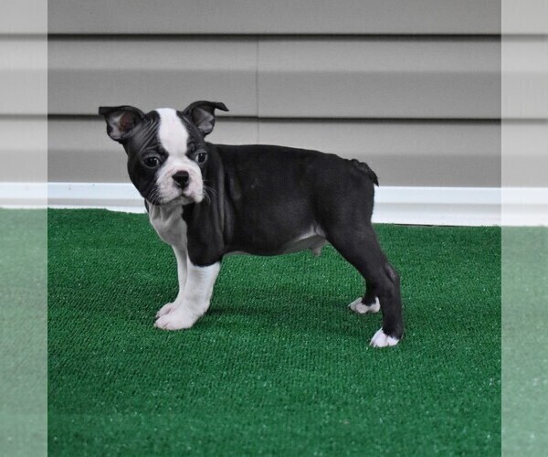 Medium Photo #2 Boston Terrier Puppy For Sale in MACON, GA, USA