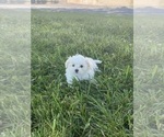 Small Photo #5 Maltese Puppy For Sale in CANOGA, NY, USA