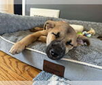 Small #3 Australian Shepherd-Boxer Mix