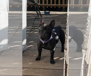 Mother of the French Bulldog puppies born on 12/20/2025