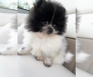 Pomeranian Puppy for sale in SUNNY ISL BCH, FL, USA