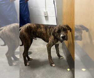 Presa Canario Dogs for adoption in Forestville, MD, USA