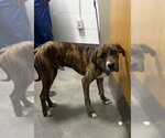Small Presa Canario